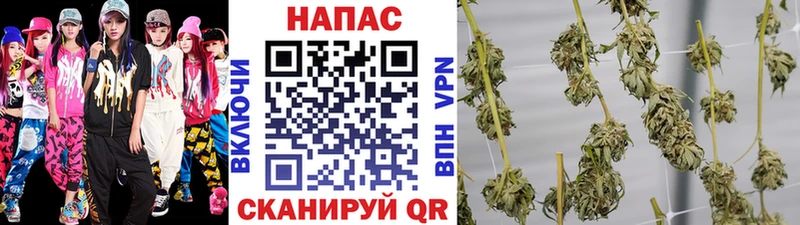 Каннабис сатива Оханск